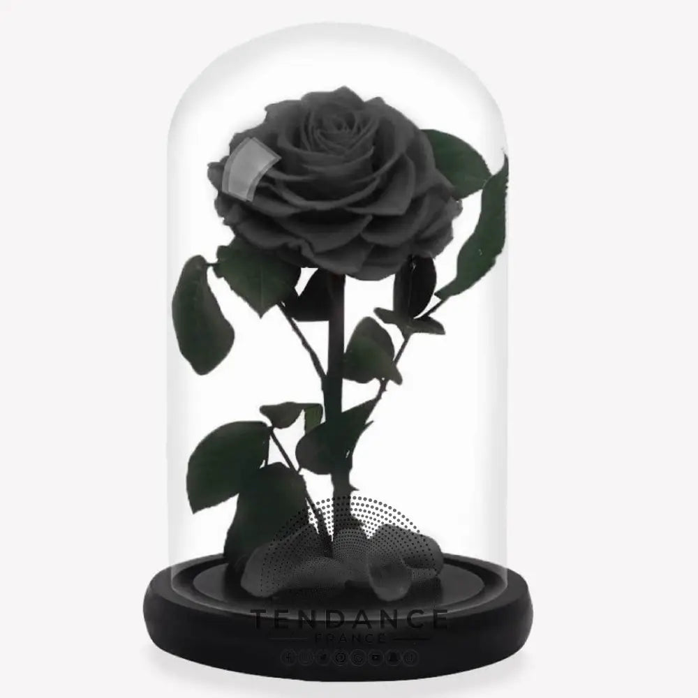 Rose Stabilisée Noire | France-Tendance